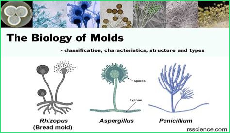 What type of mold is Alternaria?