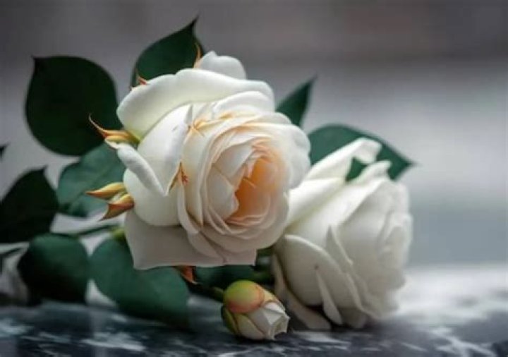 Scott Elias Obituary And Death Cause | Family Mourns The Loss